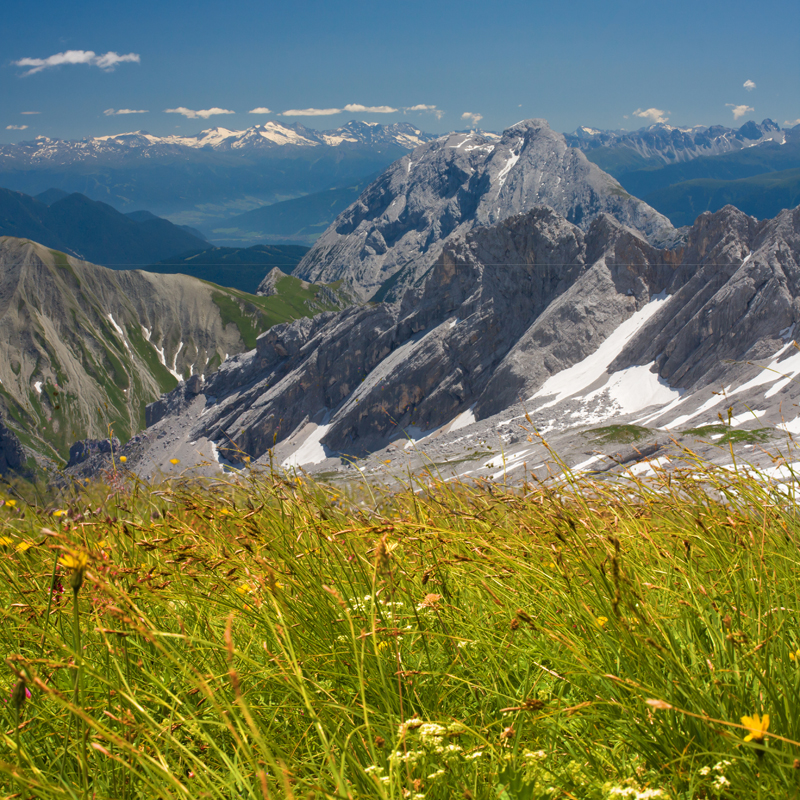 Alps flowers field on mountains background. Bavarian Alps.