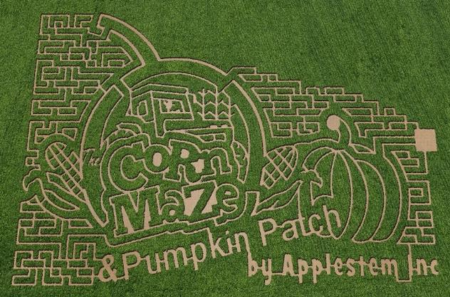 Apple Stem Corn Maze