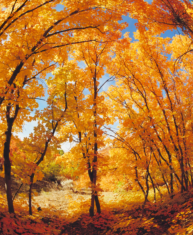 A Grove of Maple Trees in Autumn Colors