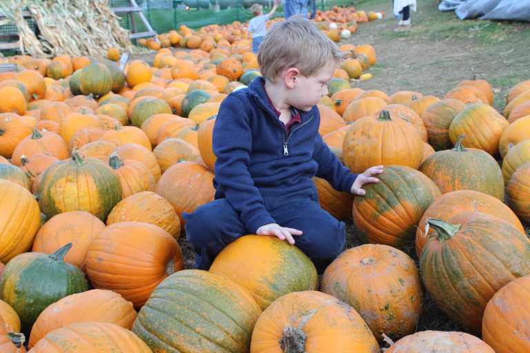 CT Pumpkin Picking at Lyman Orchards