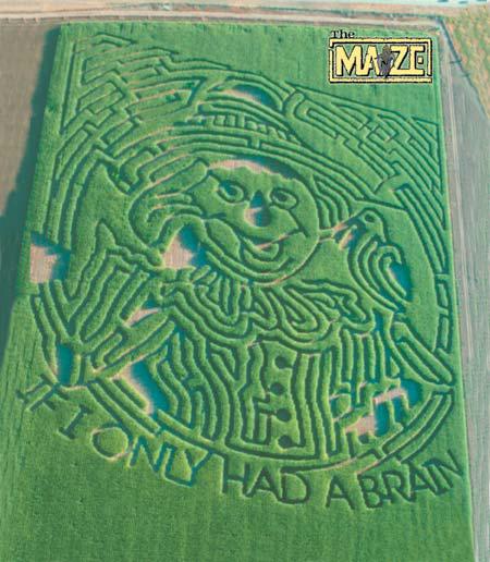 Scarecrow wizard of oz corn maze