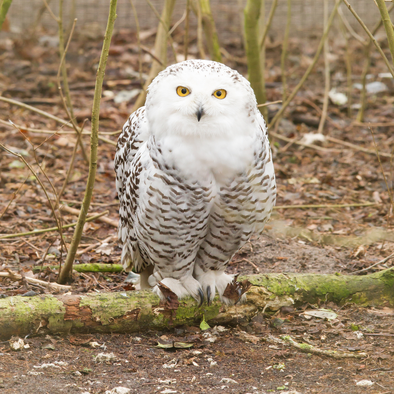 Snow owl with large claws