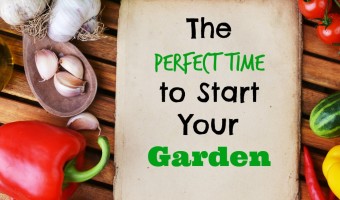 perfect time to start your garden