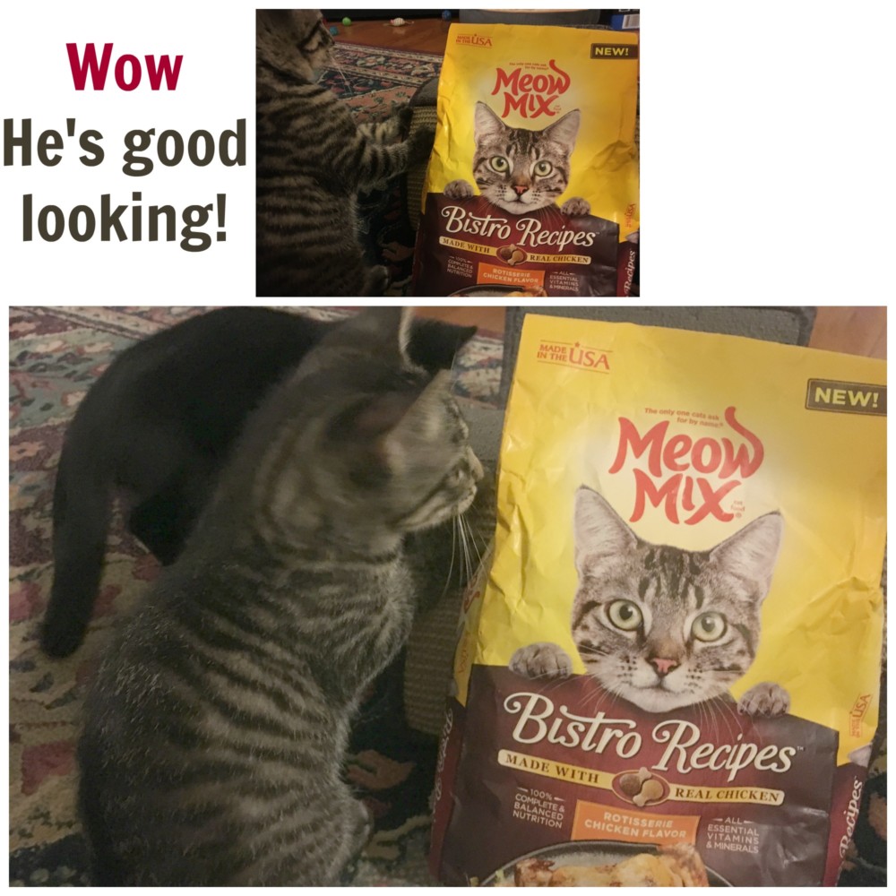 meow mix bistro
