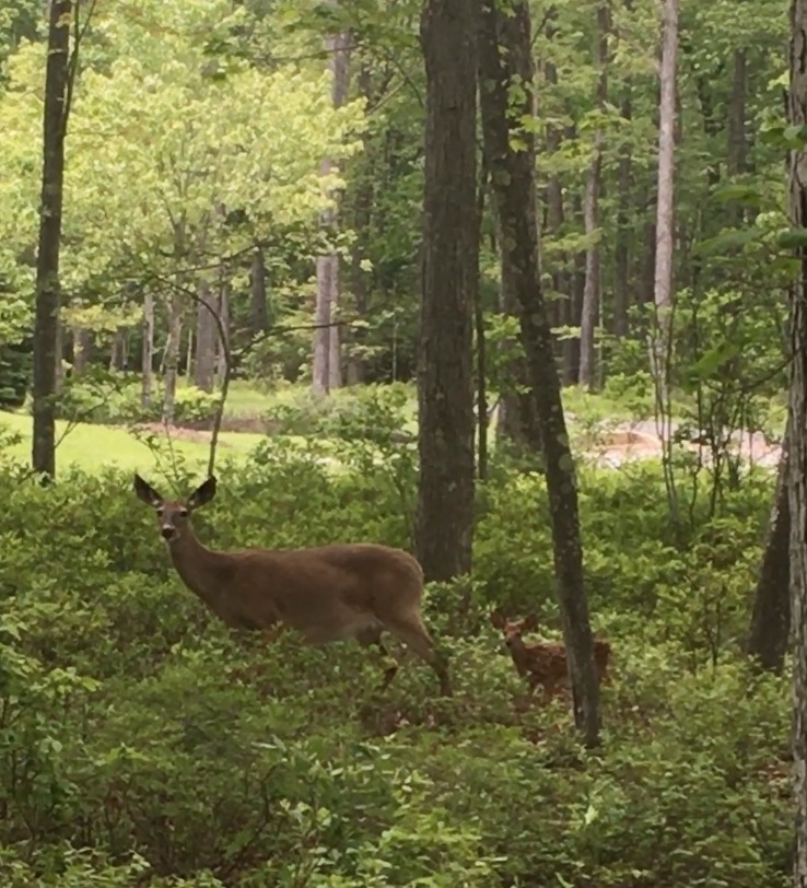 deer-mama-and-baby