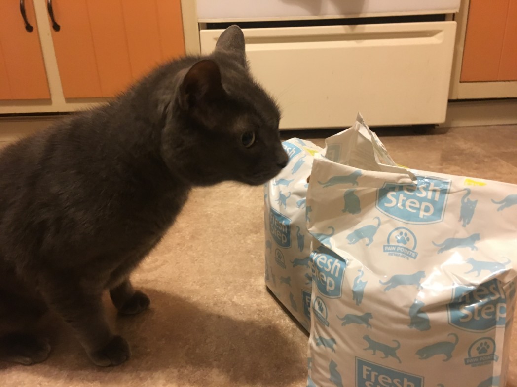 Kitty checking out his litter