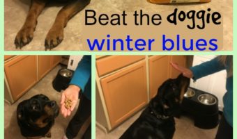 Beat the doggie winter blues