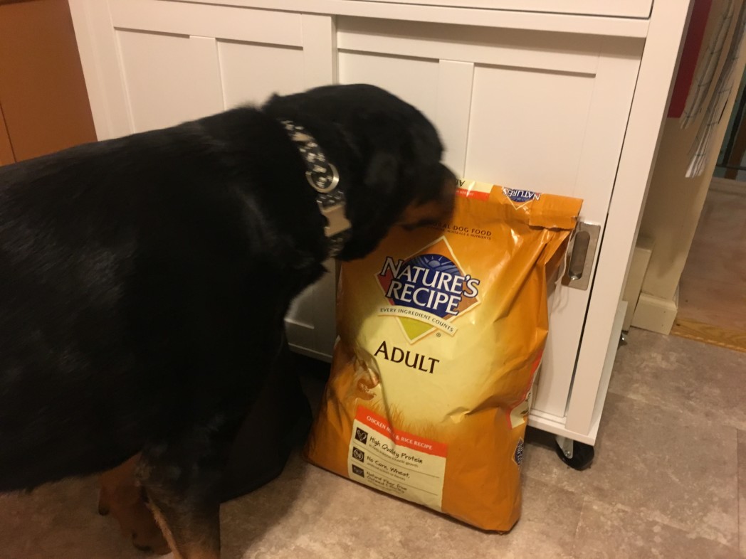 dog checking out nature's recipe