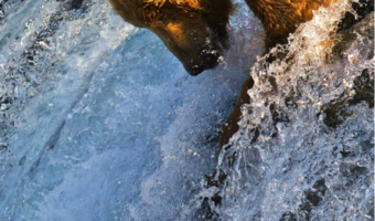 bear in water