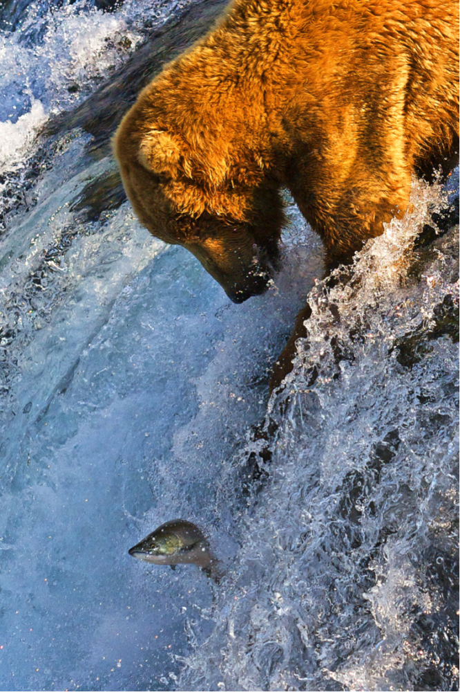 bear in water