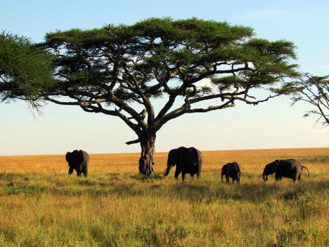 elephants safari