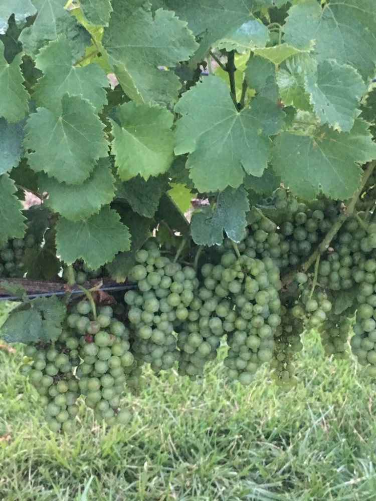 wine vineyard