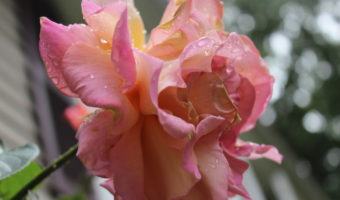 rain drop rose