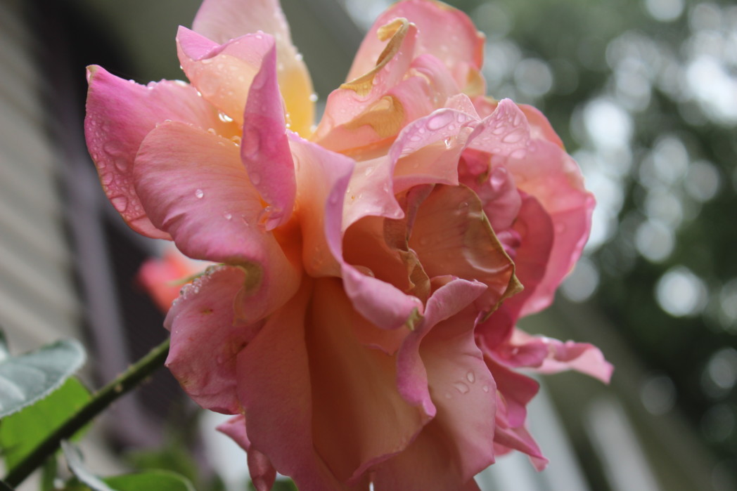 rain drop rose