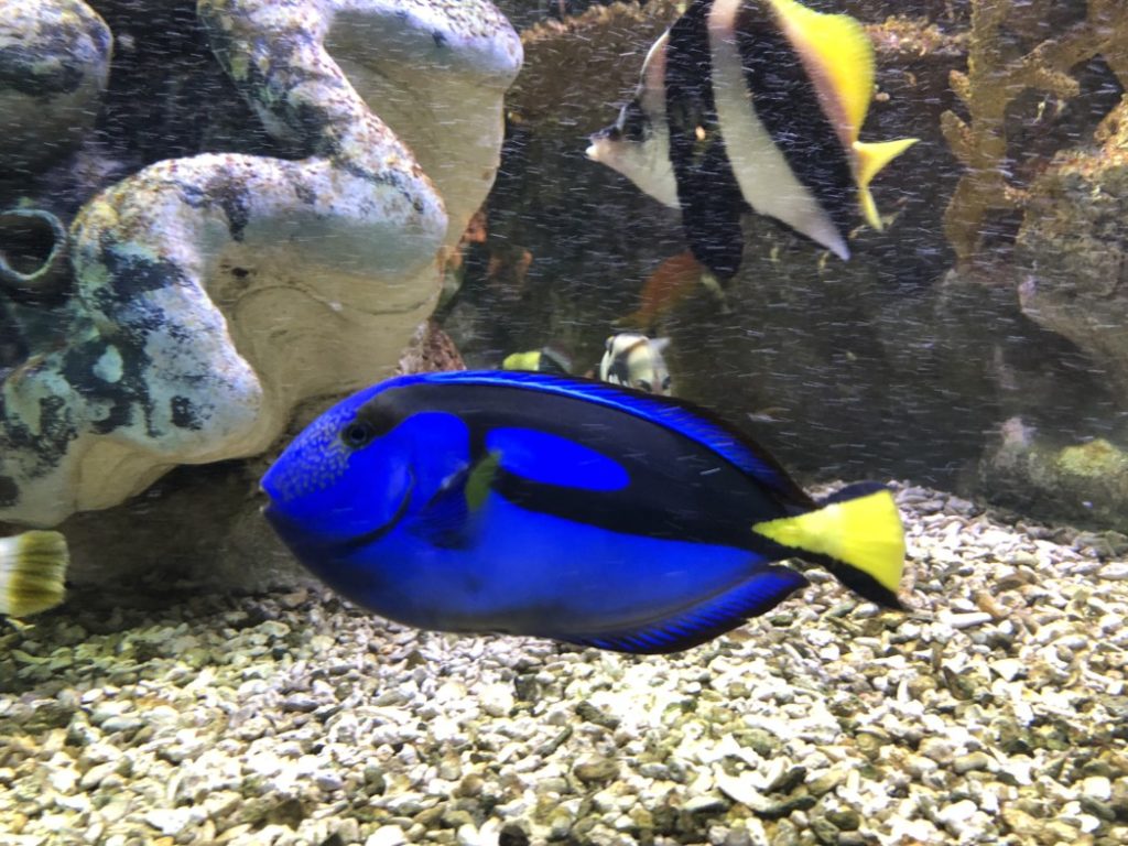Boston Aquarium dory