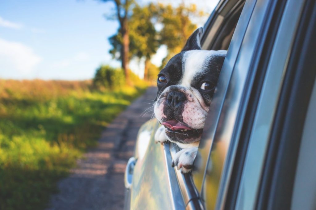 Traveling dog