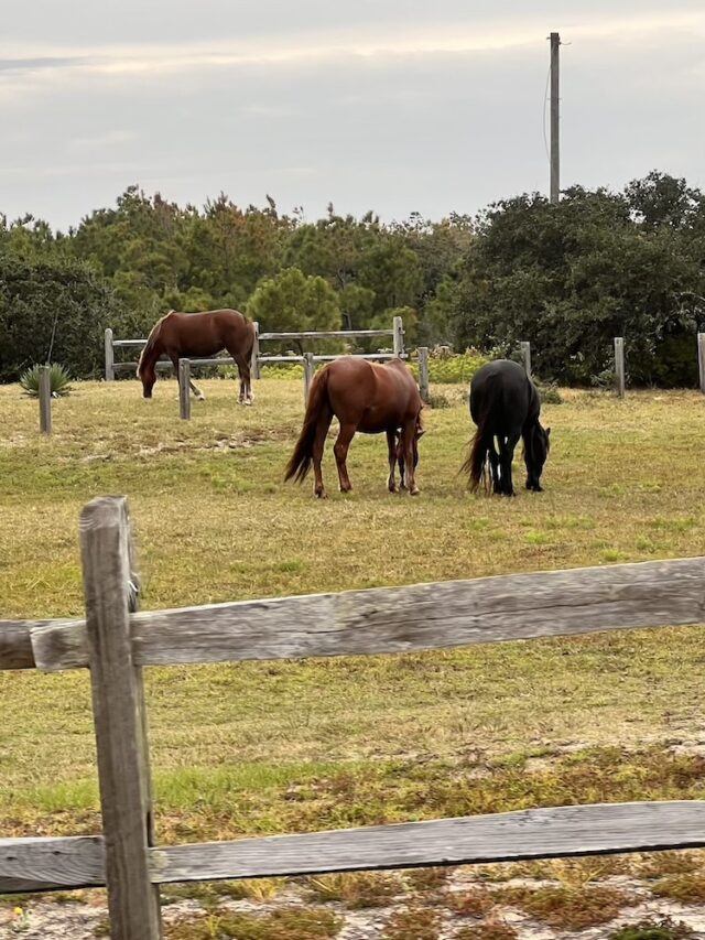 Wild Horse Adventure Tour Outer Banks OBX