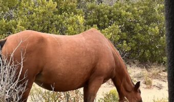 Wild Horse Adventure Tour Outer Banks OBX