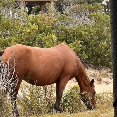 Wild Horse Adventure Tour Outer Banks OBX