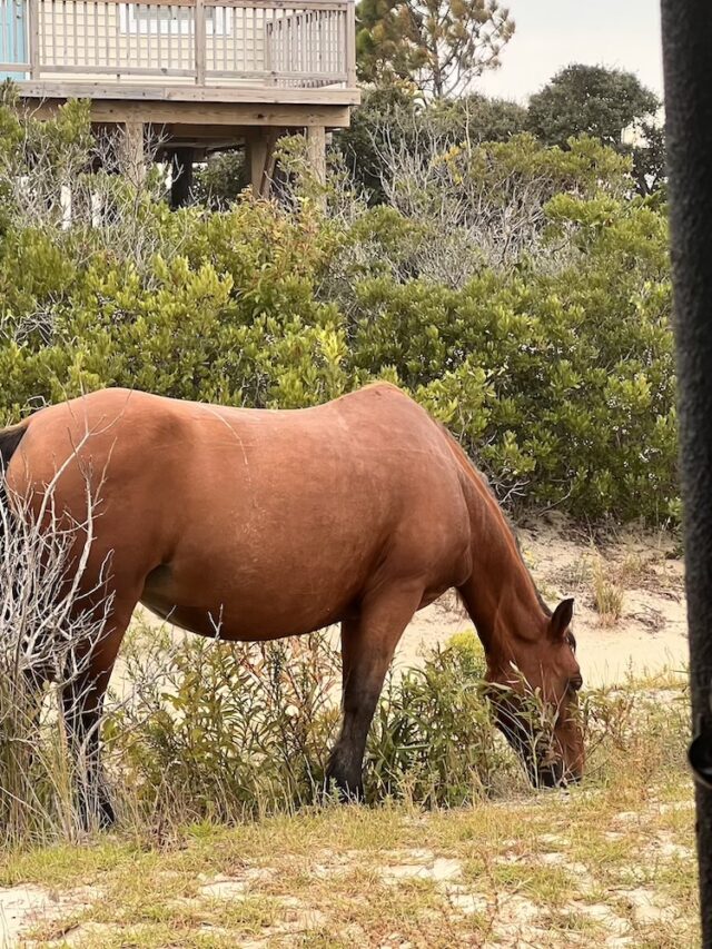 Wild Horse Adventure Tour Outer Banks OBX