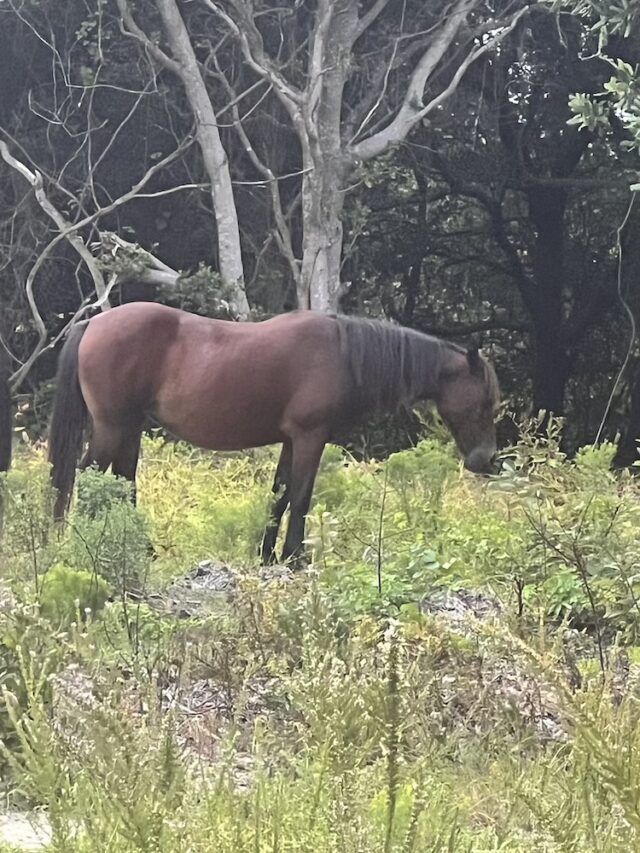 Wild Horse Adventure Tour Outer Banks OBX